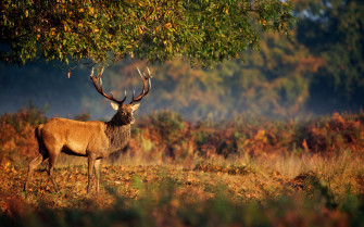 Animal Deer HD Wallpaper