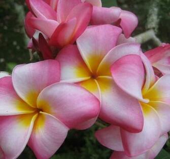 Pink Plumeria Wallpaper