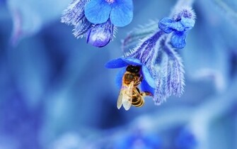 Cool Bee On Blue Flower Wallpaper Wallpaperlepi