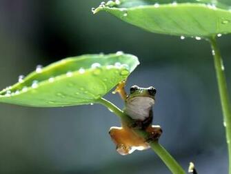 Frogs Wallpaper Cute Little