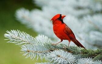 Red Bird Wallpaper