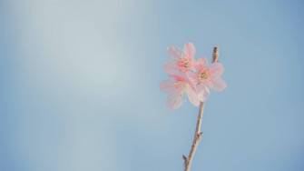 Pink Flowers Aesthetic Wallpaper