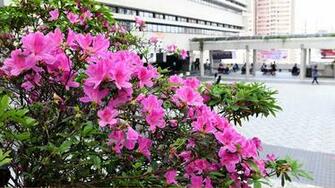 Wallpaper Gallery Multimedia Hku