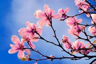 Spring Flowers Wallpaper