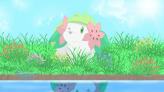 Best Shaymin Wallpaper