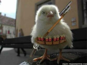 Funny Wallpaper Chicken War The Lost Ogle