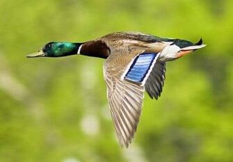Flying Duck Wallpaper