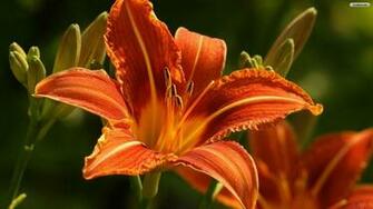 Tiger Lily Wallpaper