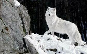 Wolf Wallpaper For Android