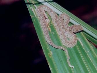 Juvenile Eyelash Viper