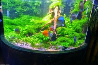 Discus Fish Photos Wallpaper The Fun Bank
