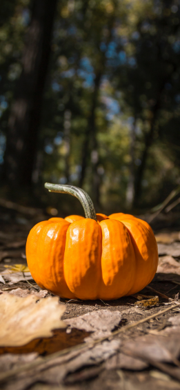 Pumpkin Wallpaper For iPhone