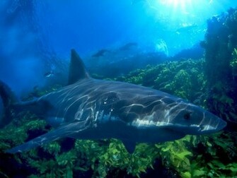 Great White Shark Pictures National Geographic