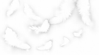 White Feathers Wallpaper Wide HD