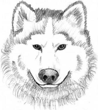 For Kids Please See The Wolf Coloring S And Print Immediately