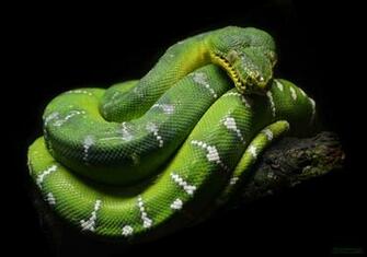 Green Tree Python By Michael Fitzsimmons
