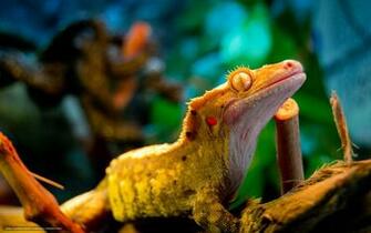 Wallpaper Gecko Eye Lizard Yellow Desktop