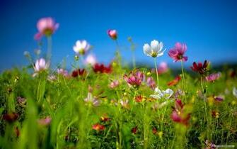 Wallpaper Spring Wildflowers Index