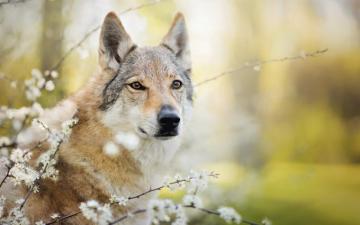 Czechoslovakian Wolfdog By Wolfskuss