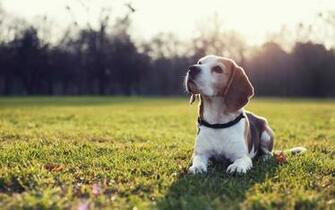 Beagle HD Wallpaper Net