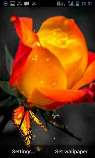 Orange Rose Live Wallpaper For Your Android Phone