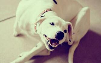 Torrent Cat And Dog Screensaver Animated Wallpaper 1337x