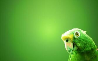 Pics Photos Green Parrot On