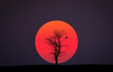 Wallpaper Red Black Bird Sun Image For Desktop Section