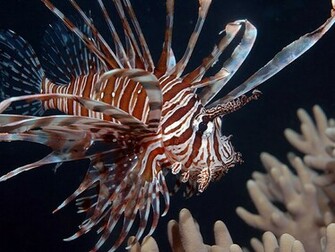 Lionfish Wallpaper HD