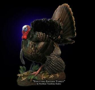 Mounts Flying Eastern Wild Turkey HD Walls Find Wallpaper