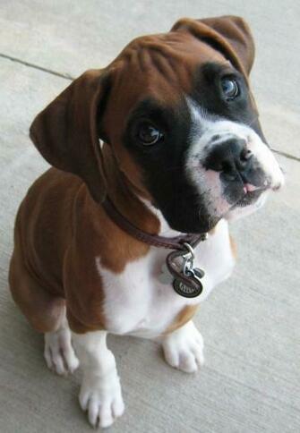 Dogs Image Boxer Puppies HD Wallpaper And Background Photos