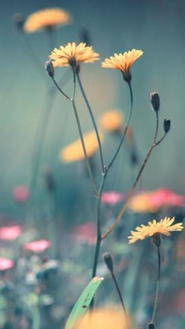 Best Dandelion iPhone HD Wallpaper