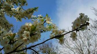 Spring Desktop Pc And Mac Wallpaper
