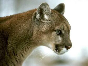 Wallpaper Sea Bobcat