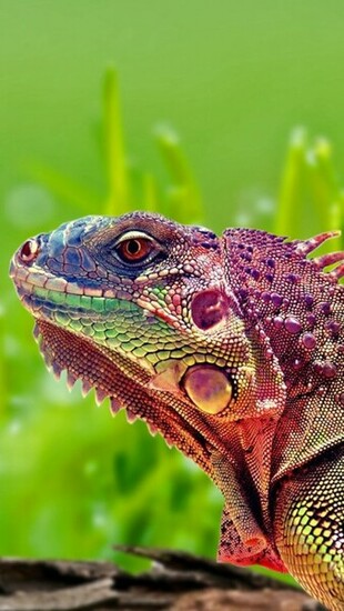 Beautiful Chameleon Wallpaper iPhone