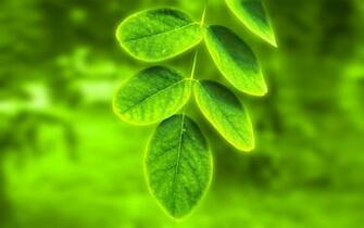 Vista HD Wallpaper Green Leaves Pictures