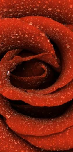 Samsung Galaxy S8 Wallpaper With Close Up
