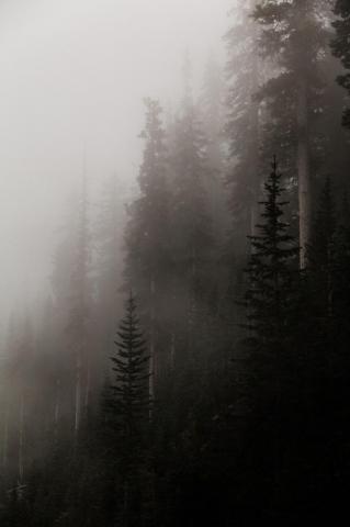Forest Covered In Fog Foggy Wallpaper Dark