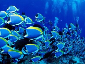 Moving Fish Wallpaper