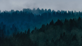 Forest Wallpaper