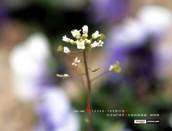 Yahoo Korea April Calendar Wallpaper Blossoming