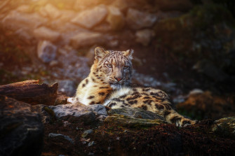 Snow Leopard Wild Animal Wallpaper HD Animals 4k
