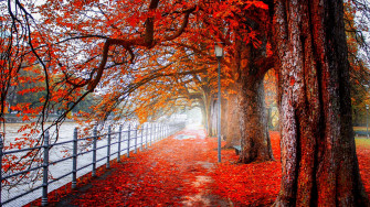 4k Autumn Wallpaper