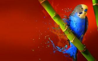 Budgerigar HD Wallpaper Background Image Id