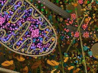Cellular Landscapes Mitochondria Cst