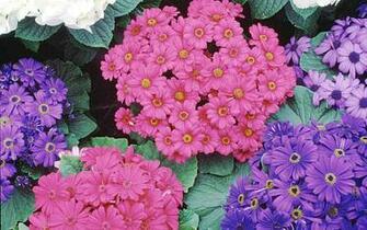 Best Screen Full Of Flowers Photography Wallpaper