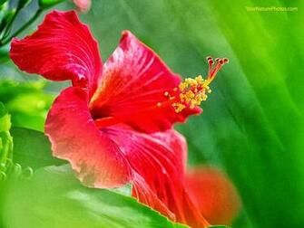 Hibiscus Flowers HD Wallpaper