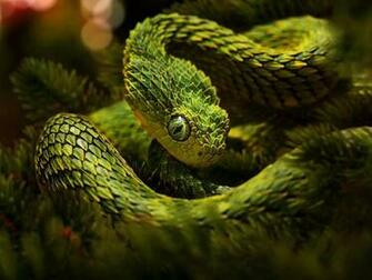 Viper Snake Wallpaper