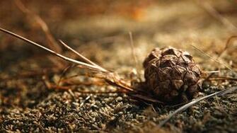 Pine Cone Wallpaper Archives HDwallsource