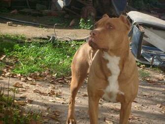 Red Nose Pitbull Wallpaper